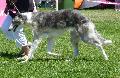 Borzoi