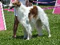 Borzoi