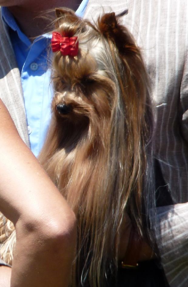 Yorkshire Terrier