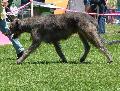 Galgo Irlandês