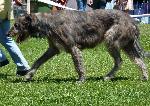Cães