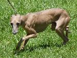 Cães