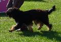 Cão da Serra de Aires
