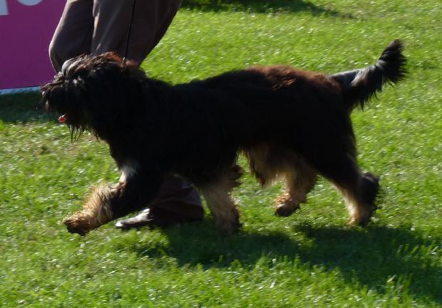 Cão da Serra de Aires