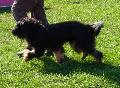 Cão da Serra de Aires