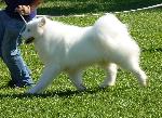 Cães