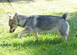 Cães