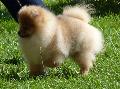 Spitz Alemão Anão