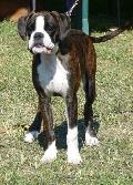 Boxer