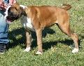 Boxer