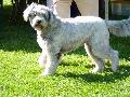 Cão Barbado da Terceira