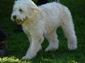 Cão Barbado da Terceira