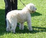Cães