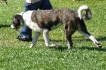 Cães