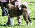 Akita Americano