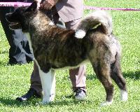 Criadores de cães Akita Americano