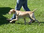 Cães