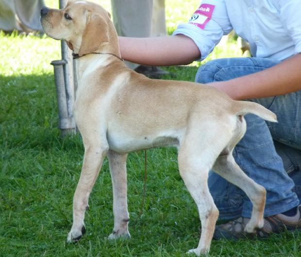 Perdigueiro Português