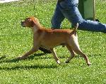Cães