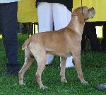 Cães