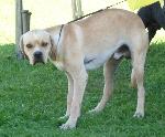 Cães