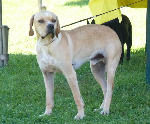 Perdigueiro Português