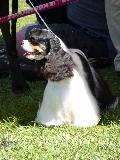 Cocker Spaniel Americano
