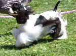 Cães