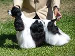 Cocker Spaniel Americano