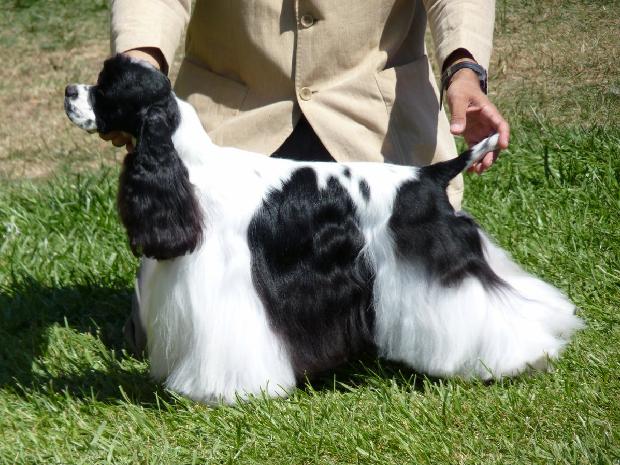 Cocker Spaniel Americano