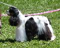 Cocker Spaniel Americano