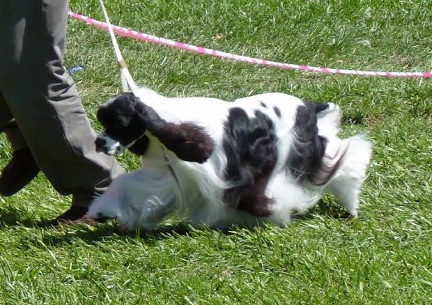 Cocker Spaniel Americano