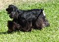 Cocker Spaniel Americano