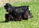 Cães