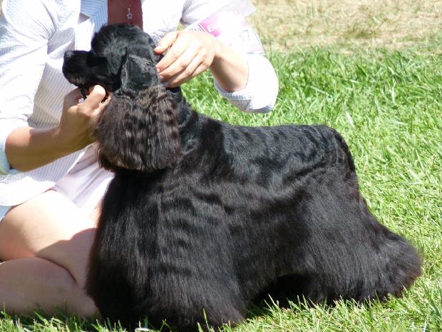 Cocker Spaniel Americano