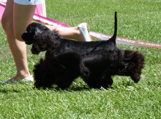 Cocker Spaniel Americano