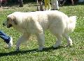 Cão de Montanha dos Pirinéus