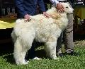 Cão de Montanha dos Pirinéus