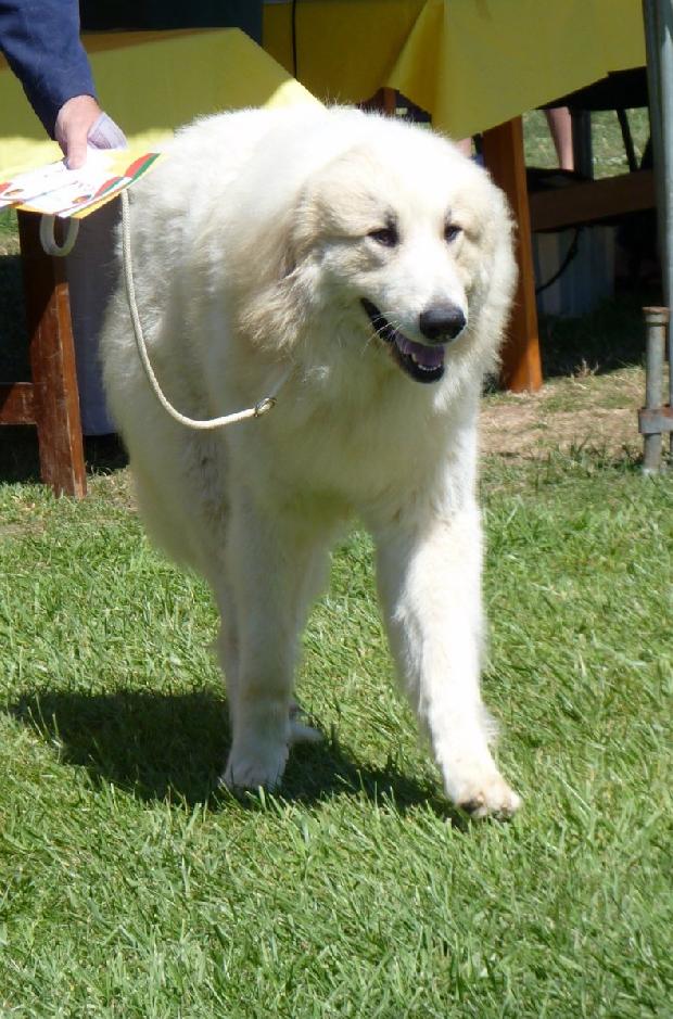 Cão de Montanha dos Pirinéus