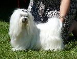 Cães