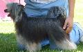 Chinese Crested Dog