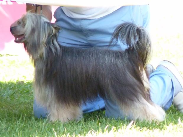 Chinese Crested Dog