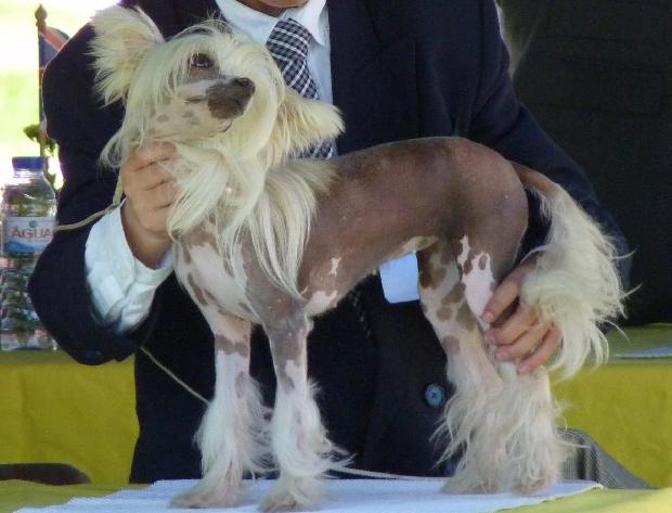 Chinese Crested Dog