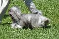 Lhasa Apso