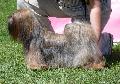 Lhasa Apso