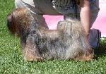 Cães