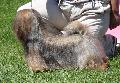 Lhasa Apso