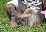 Cães