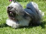 Cães