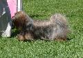 Lhasa Apso